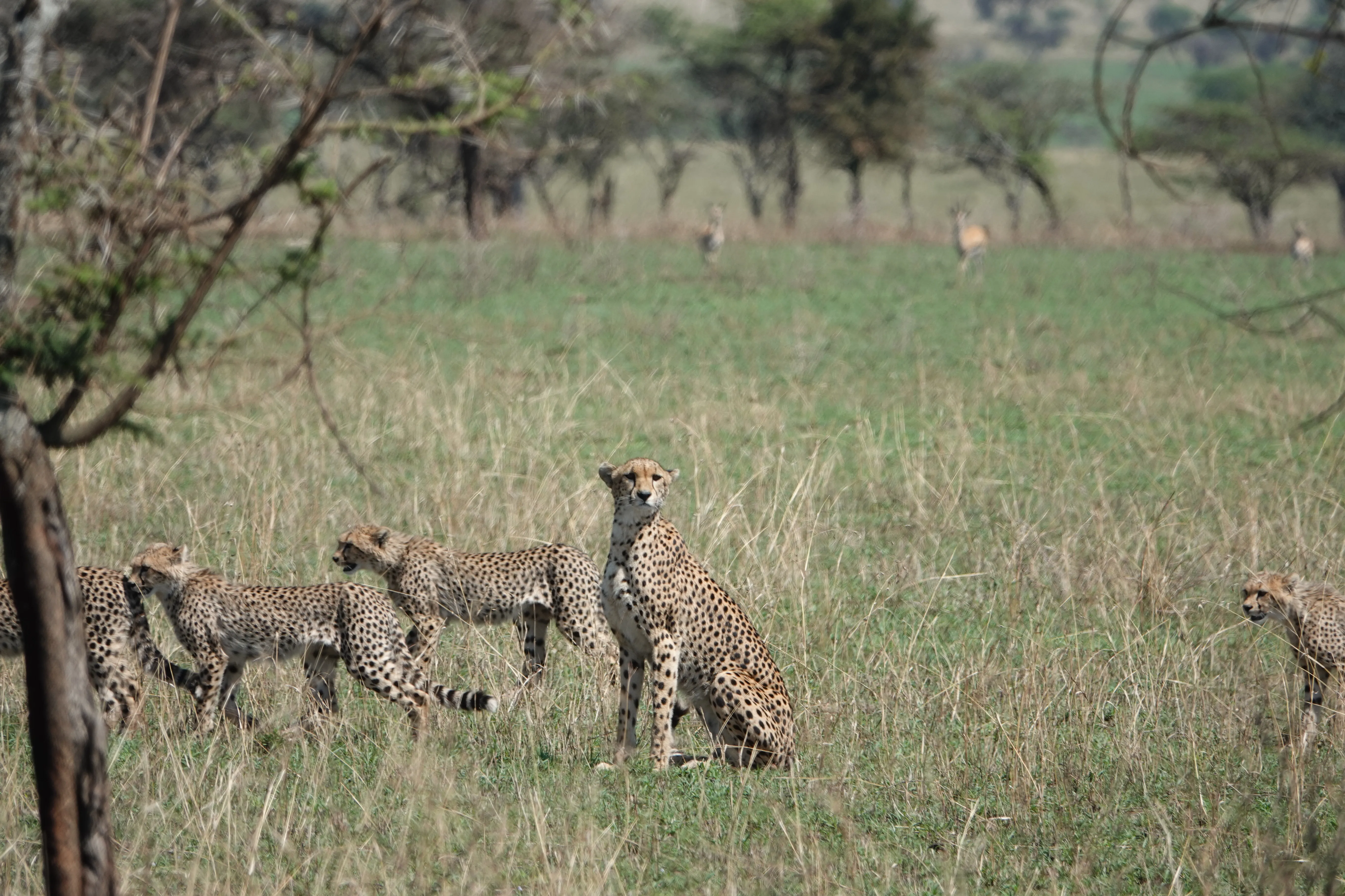 Tanzania 01190 2